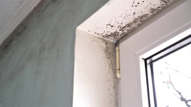 Best Residential Mold Removal  in Salmon, ID