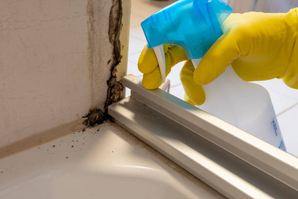 Best Local Mold Removal Service  in Salmon, ID