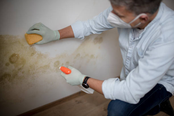 Best Office Mold Removal Services  in Salmon, ID